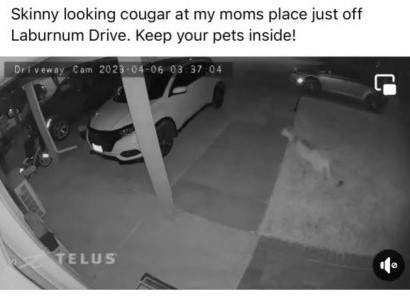 Cougar in Trail, BC captured on video surveillance