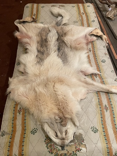 Une peau de loup grise posée sur un matelas.